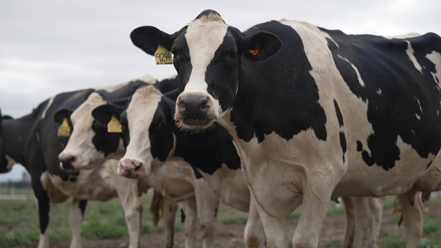 Video: USDA efforts to solve the bird flu outbreak in cows [Video]