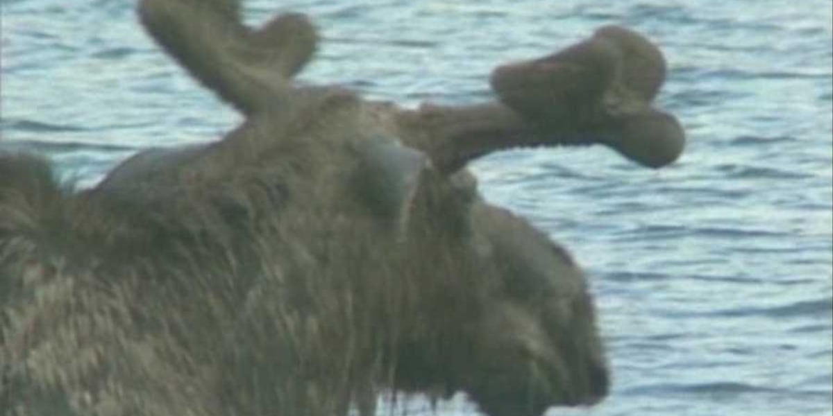 River Report: The outlook for hunters using boats during moose season appears to be safe for now [Video]