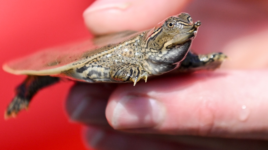 Dozens of baby turtles set free in Quebec river as part of zoo conservation project [Video]