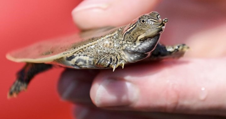 Zoo releases dozens of baby turtles back into Quebec river [Video]