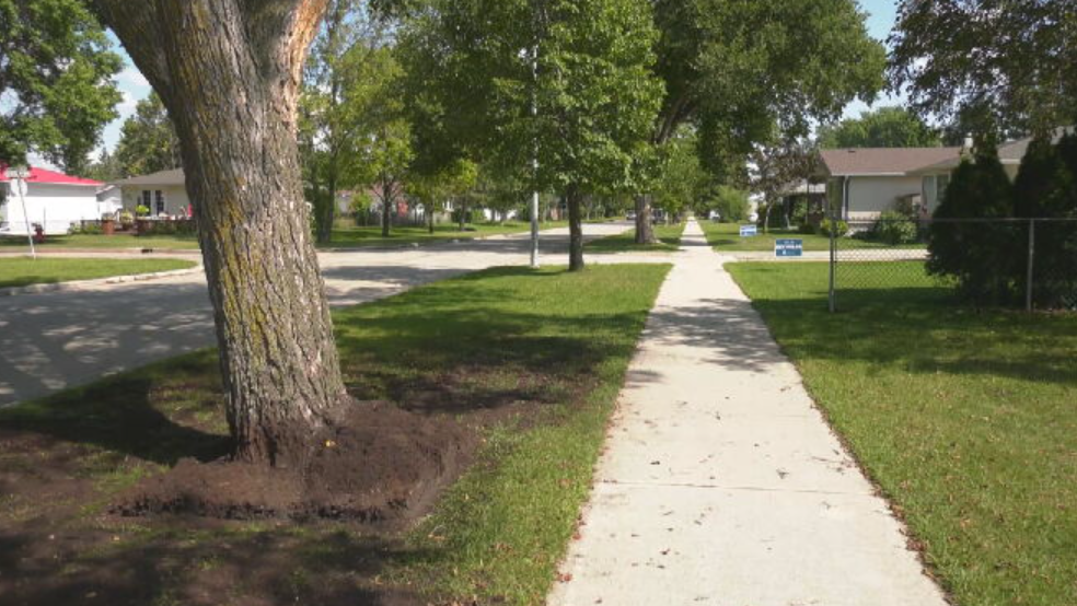 Winnipeg women face fines for tree troubles in Transcona [Video]