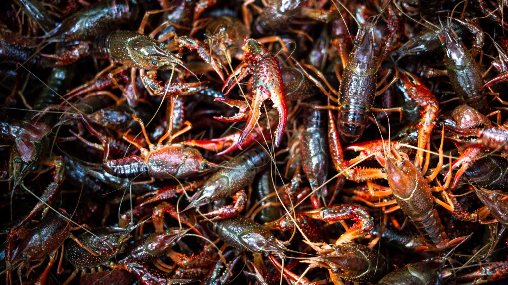 What you need to know about catching and cooking crayfish in Edmonton [Video]