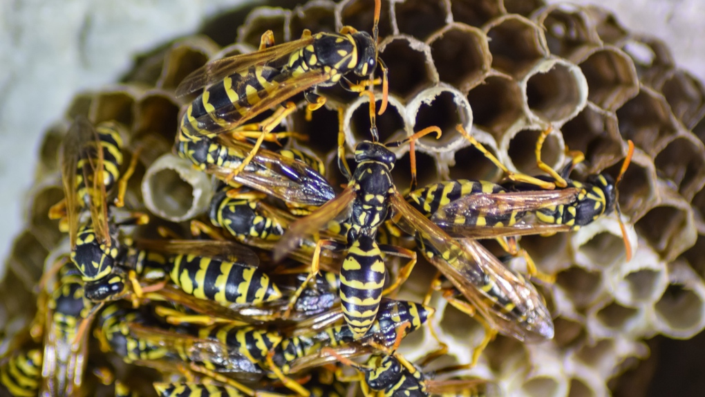 Wasp season is upon us as the end of summer nears [Video]