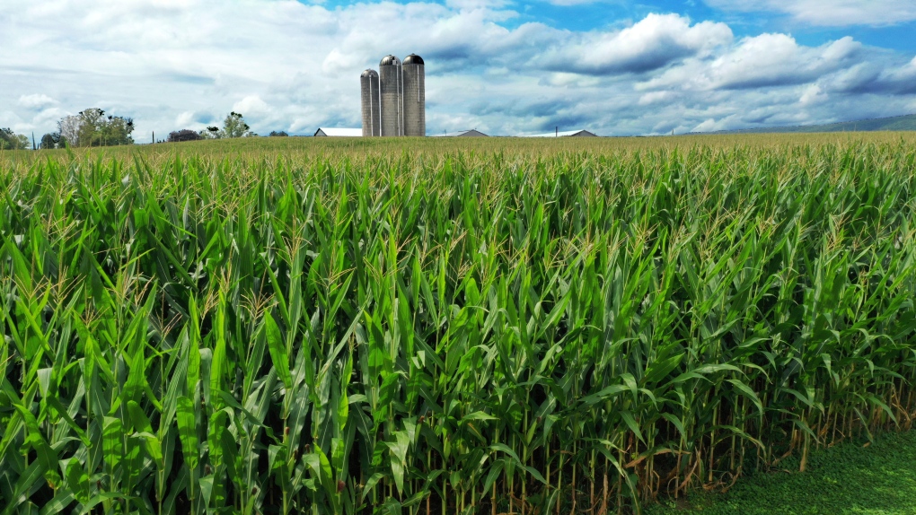 How crop, corn sweat increase humidity, heat in Canada [Video]