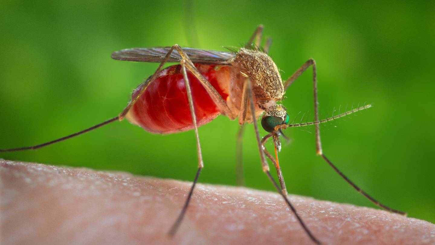 Mass. spraying from air, ground amid mosquito virus fears. See latest town-by-town risk maps  Boston 25 News [Video]