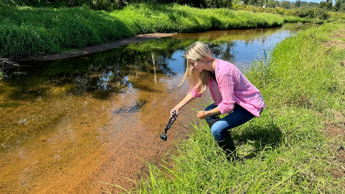 Getting to the bottom of MacLean’s Pond rehabilitation [Video]