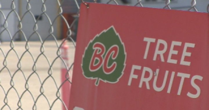 Court orders BC Tree Fruits to sell all assets, growers fear imported fruit take-over [Video]