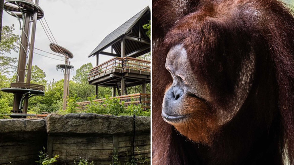 Video helped Toronto Zoo see how orangutan escaped [Video]