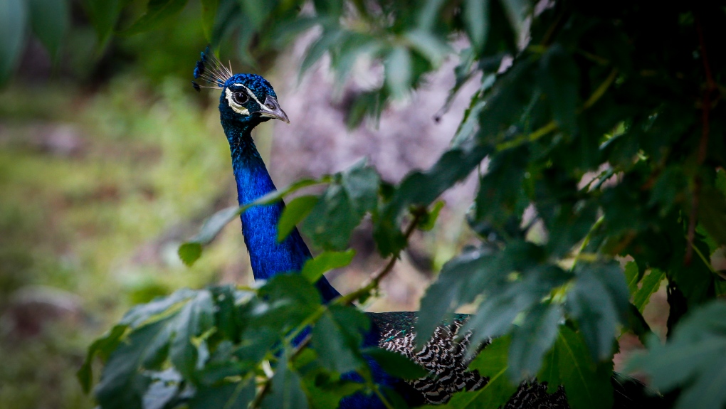 How the peacock became a community’s mascot in Souris, Manitoba [Video]