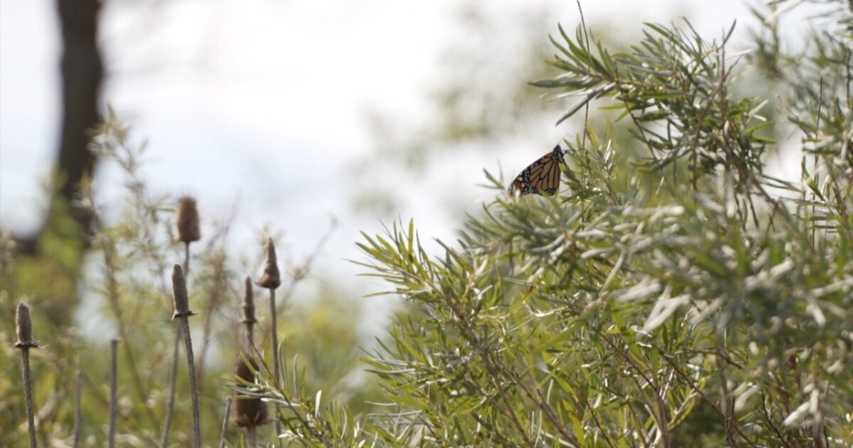 Buckley Space Force Base joins effort to preserve monarch butterfly habitat [Video]