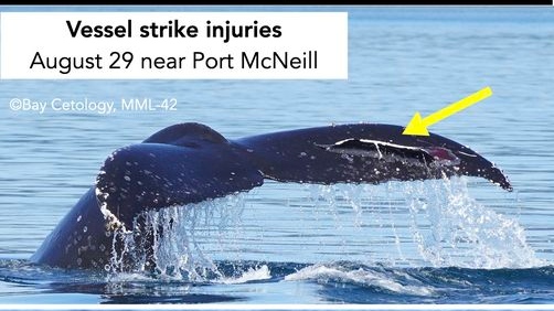 Humpback whale calf struck by BC Ferries vessel [Video]