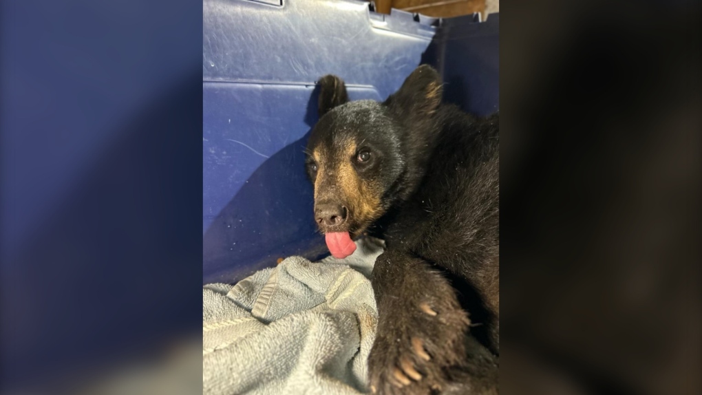 Black bear cub retrieved from Windsor van [Video]