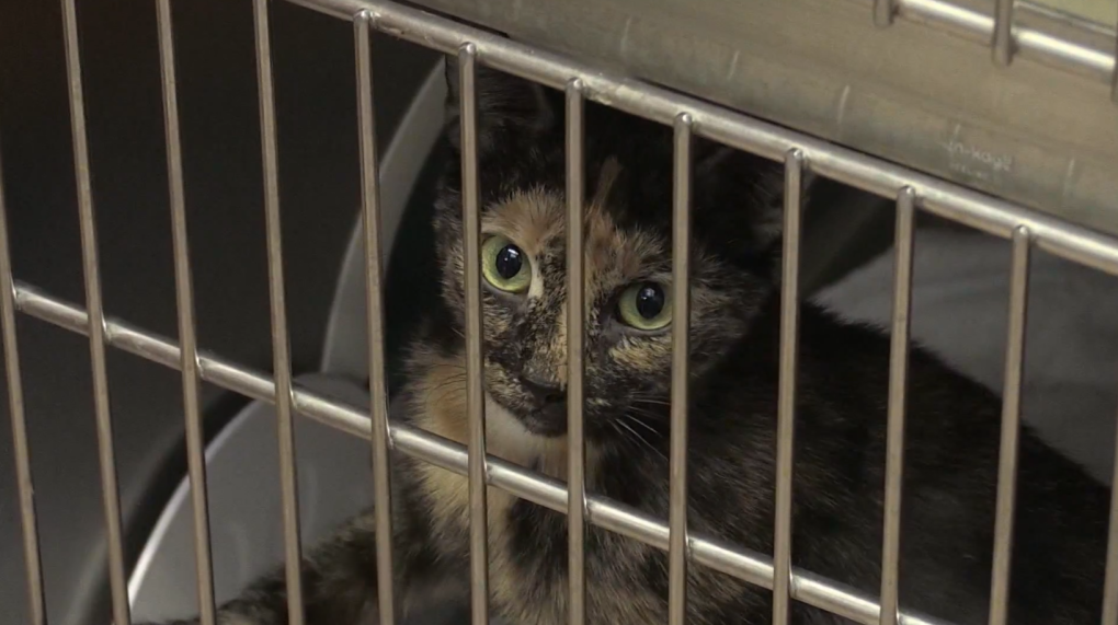 Inflation triggering a pet abandonment rise: Montreal SPCA [Video]