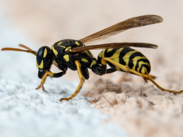 Western Cape Farm To Drone-Drop Predatory Wasps On Vineyards [Video] | 2oceansvibe News