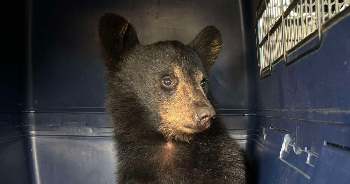 Bear cub fed Taco Bell, sits in back of van during 10-hour Ontario trip: charity [Video]