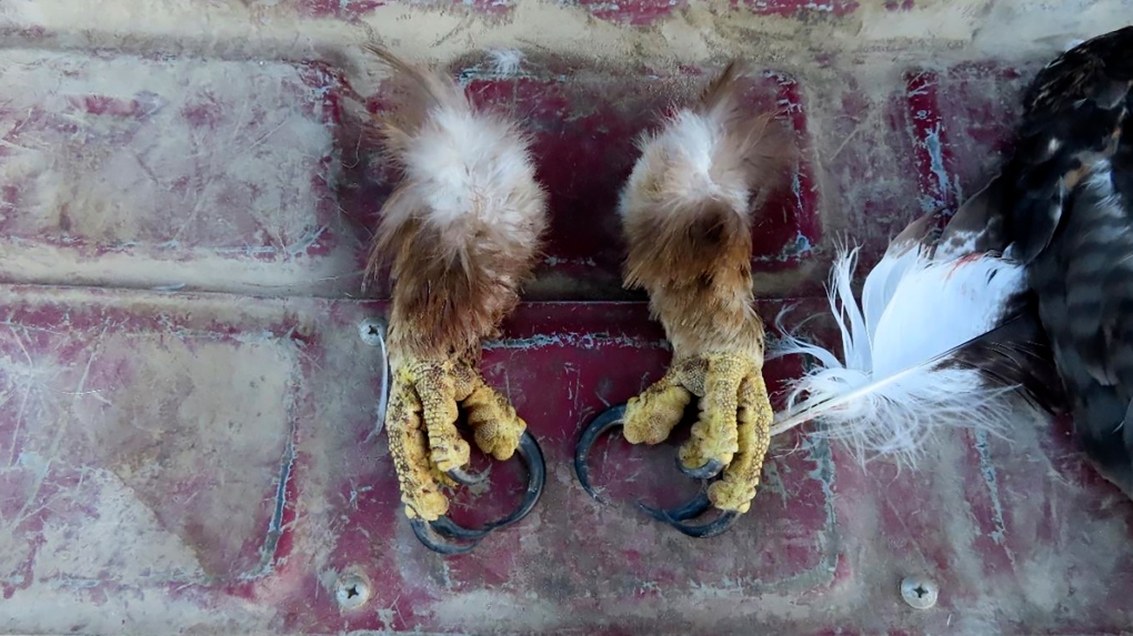 Wildlife trafficking: At least 118 eagles killed [Video]