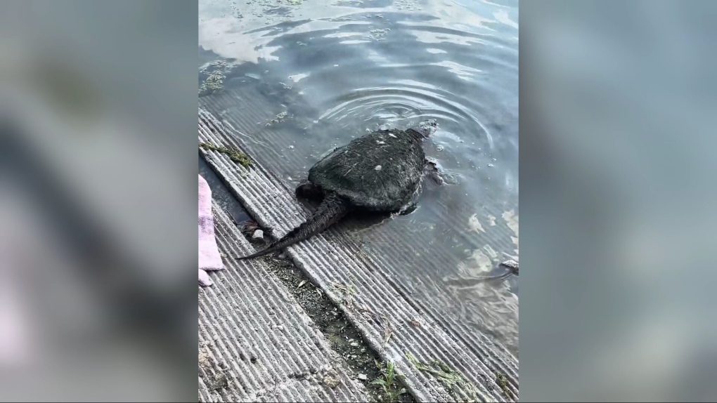 Manitobans reminded to leave turtles alone [Video]