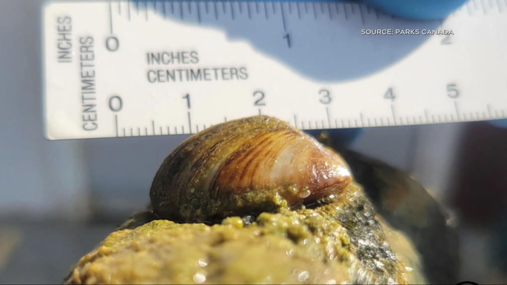 Zebra mussels containment curtain dislodges [Video]