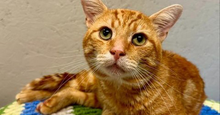 Cat loses leg after being found with buckshot wound in Ontario [Video]