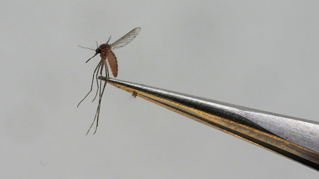 Mosquito-borne virus may soon be in Quebec [Video]