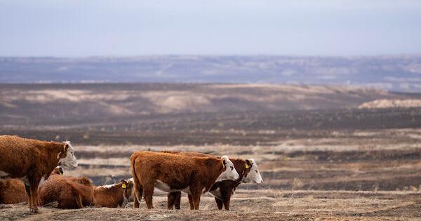 Multi-state agriculture tour of Texas, Oklahoma ranches [Video]