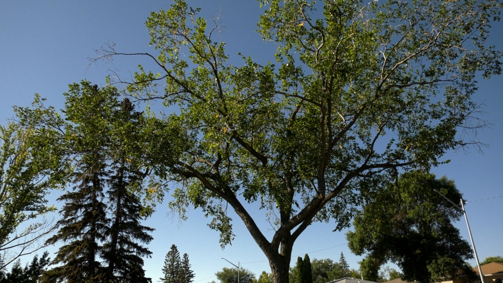 Dutch elm disease cases grow in Saskatoon [Video]