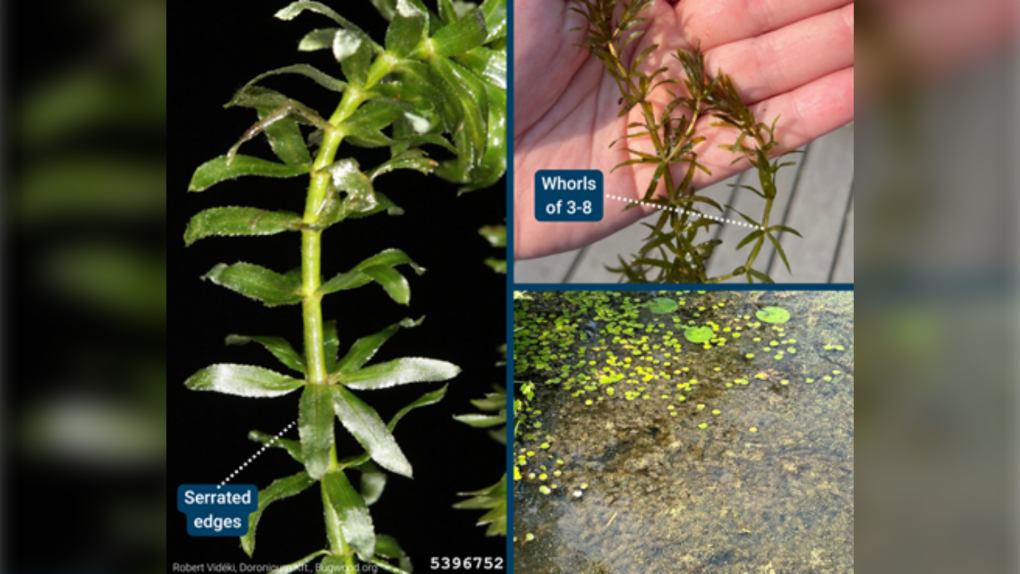 Invasive plant hydrilla detected for first time in Canada [Video]