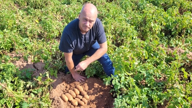 Island potato growers worried about lack of rain in August [Video]