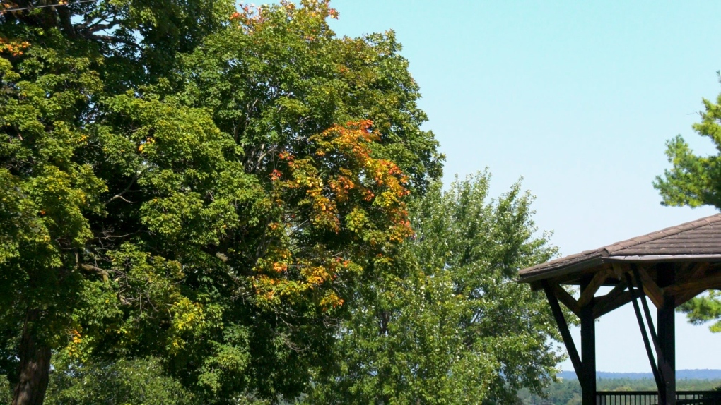 Fall colours: Why are trees changing colour early in eastern Ontario [Video]