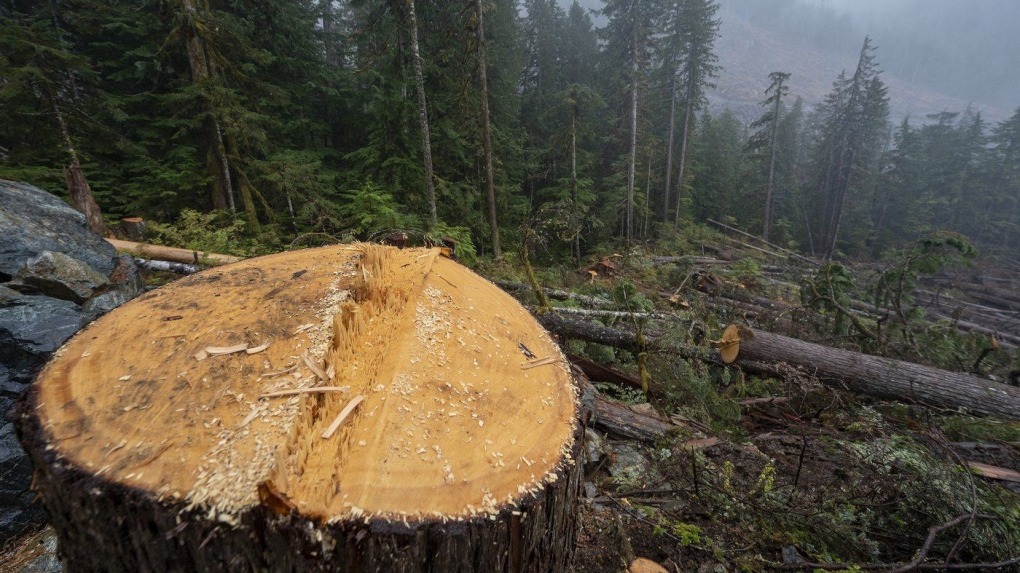 Calls for B.C. to boost oversight of Quadra old-growth forest [Video]