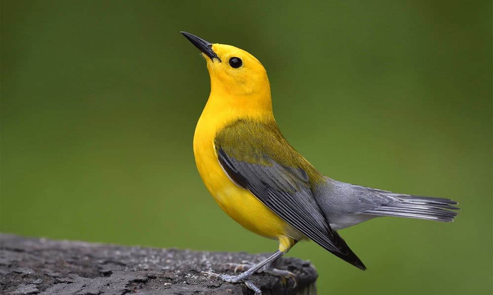 Costa Rica Birdwatching: The Prothonotary Warbler : [Video]