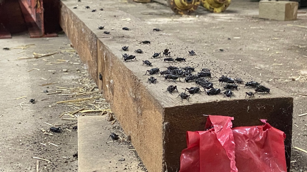 Cricket infestation taking over south Sask. farm [Video]