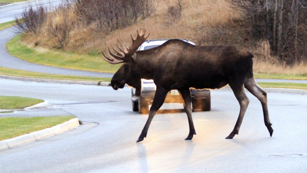 Motorcyclist killed in collision with moose on Quebec highway [Video]