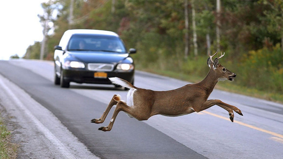 Chatham-Kent police remind drivers to watch for deer [Video]