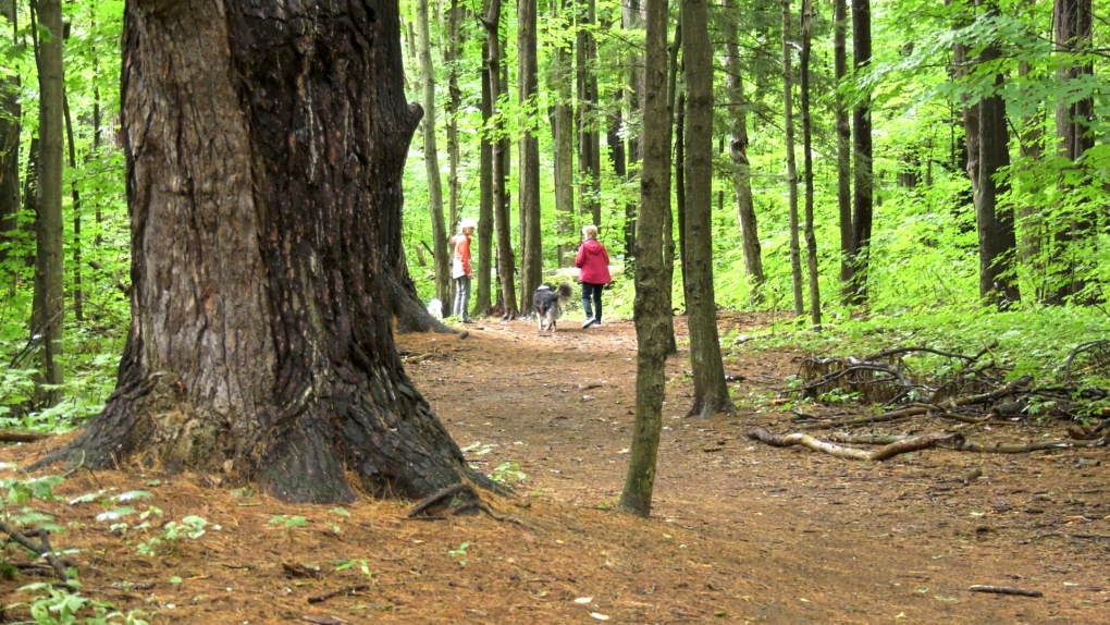 Arnprior residents rallying to stop proposed sale of land to save local old growth forest [Video]