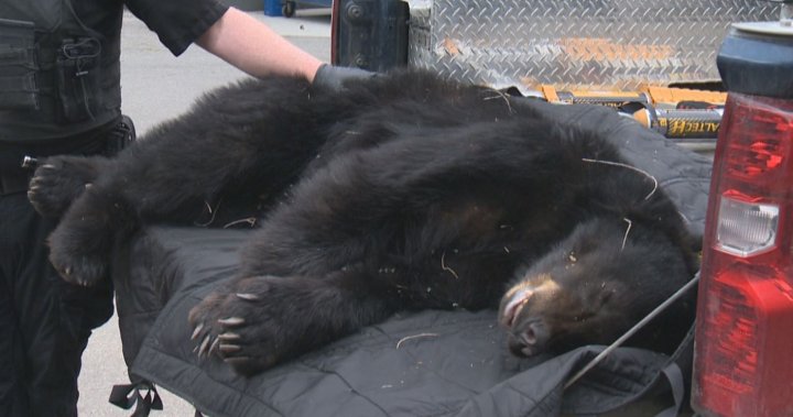 B.C. implementing guidelines to protect black bears and grizzlies [Video]