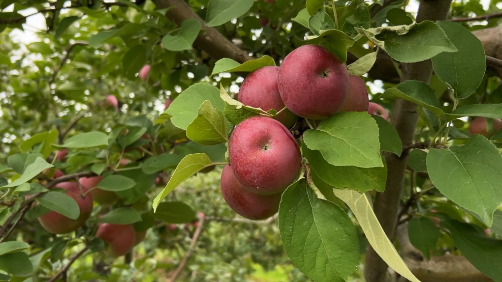 Early spring, rainy summer causing problems for apple orchard [Video]