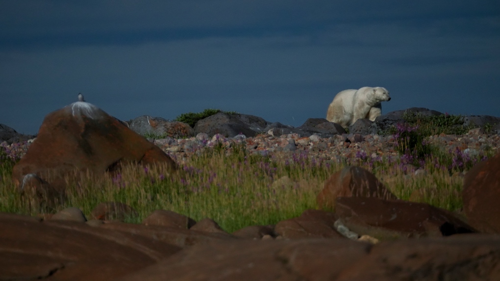 Climate change: Churchill adapting as warming threatens polar bear tourism [Video]