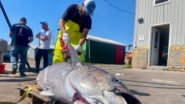 Tuna fishers spending big money chasing fish off northeast P.E.I. [Video]