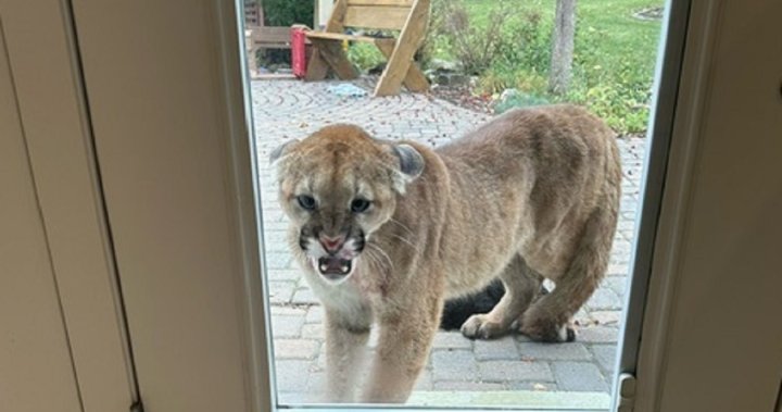 Cougar that killed Alberta familys cat returns to house hours later: It was terrifying [Video]