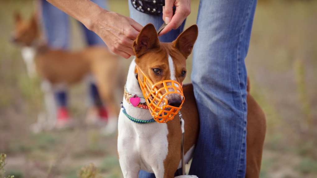 City of Ottawa looks to inform residents about safety issues with vicious dogs [Video]