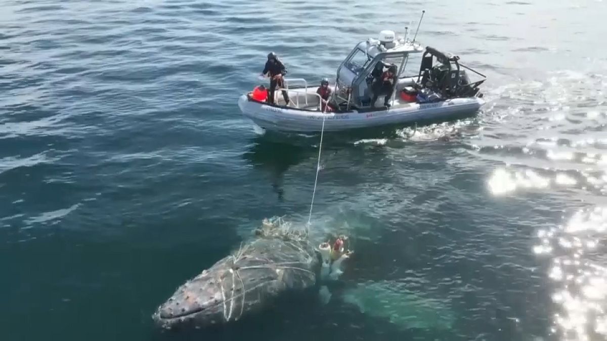 Video. Entangled humpback whale freed after four-day rescue operation [Video]