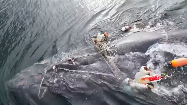 Whale entangled in fishing lines is rescued off British Columbia coast | Lifestyle [Video]