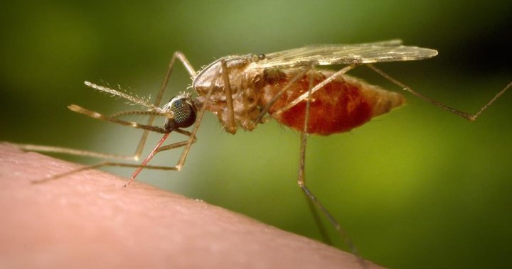 Ottawa resident dies from rare and deadly mosquito-borne virus [Video]