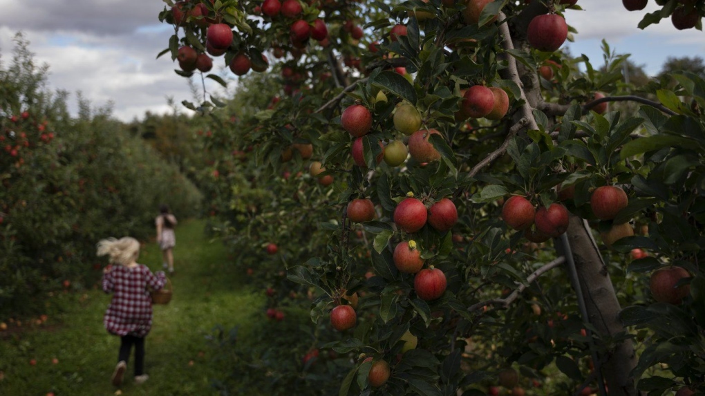 B.C. growers impacted by co-op closure will be paid for past harvests [Video]