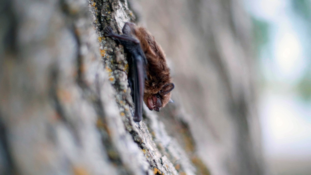 Do bats really deserve their bad rabies reputation? [Video]