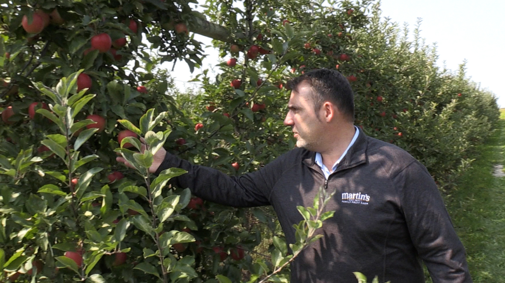 Early apple harvest for farmers in Region of Waterloo [Video]