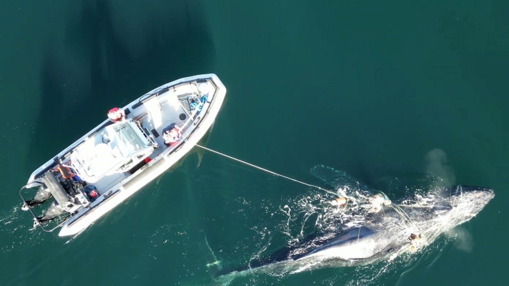 B.C. rescue operation frees humpback whale [Video]