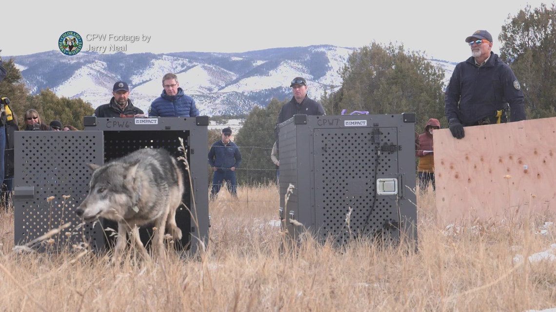 Colorado says it will get up to 15 wolves from Canada [Video]