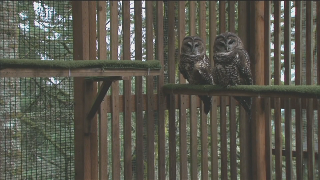 Groups aim to stop Bridal Veil Mountain Resort [Video]